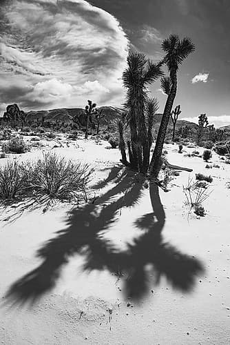 Winter storm-Joshua Tree National Park-California Art Print